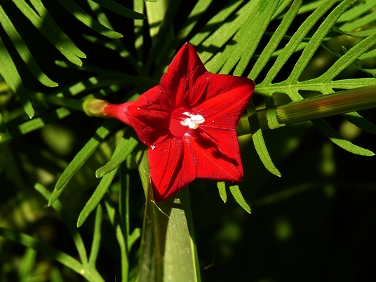{Ipomoea quamoclit}